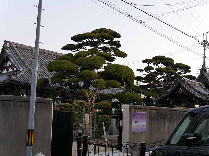 元立寺のカイヅカイブキ