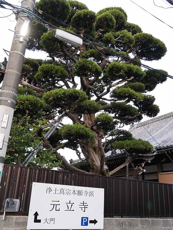 元立寺のカイヅカイブキ