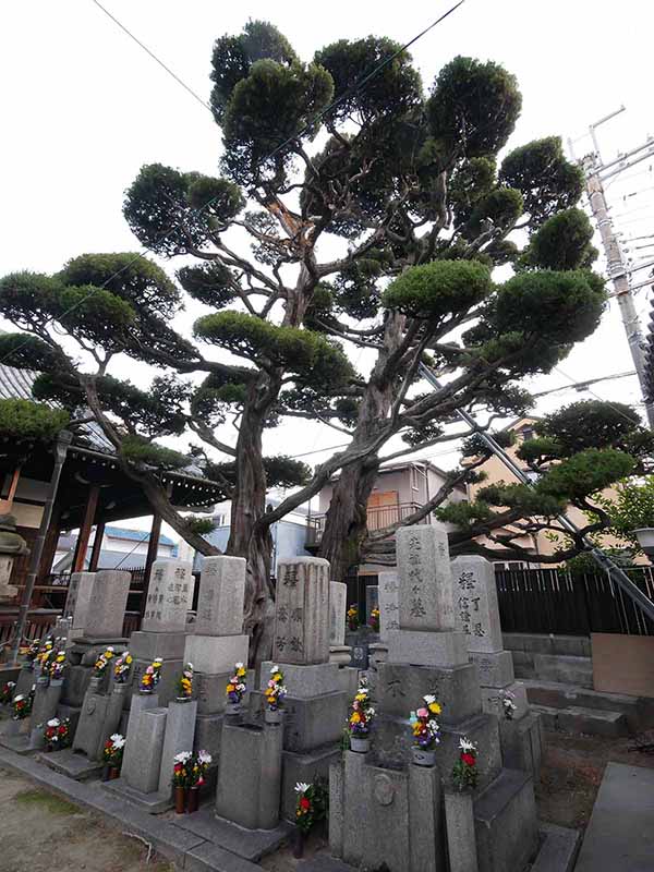 元立寺のカイヅカイブキ