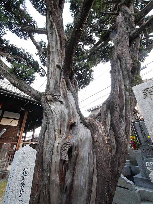 元立寺のカイヅカイブキ