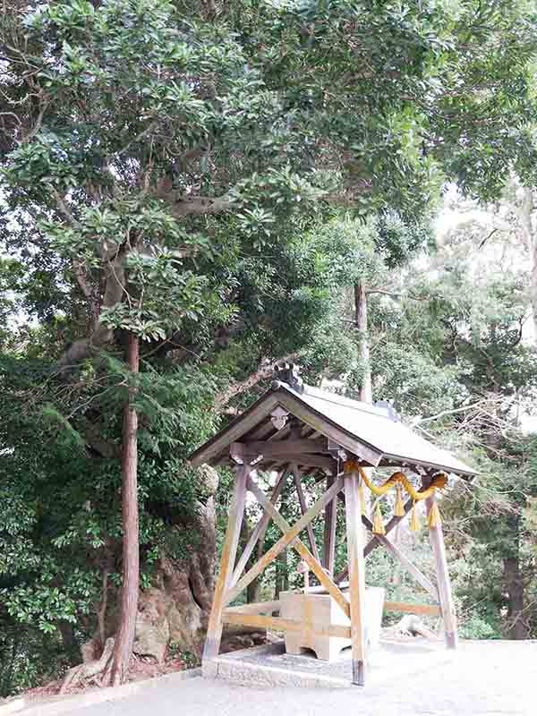 素盞嗚尊神社のヤマモモ