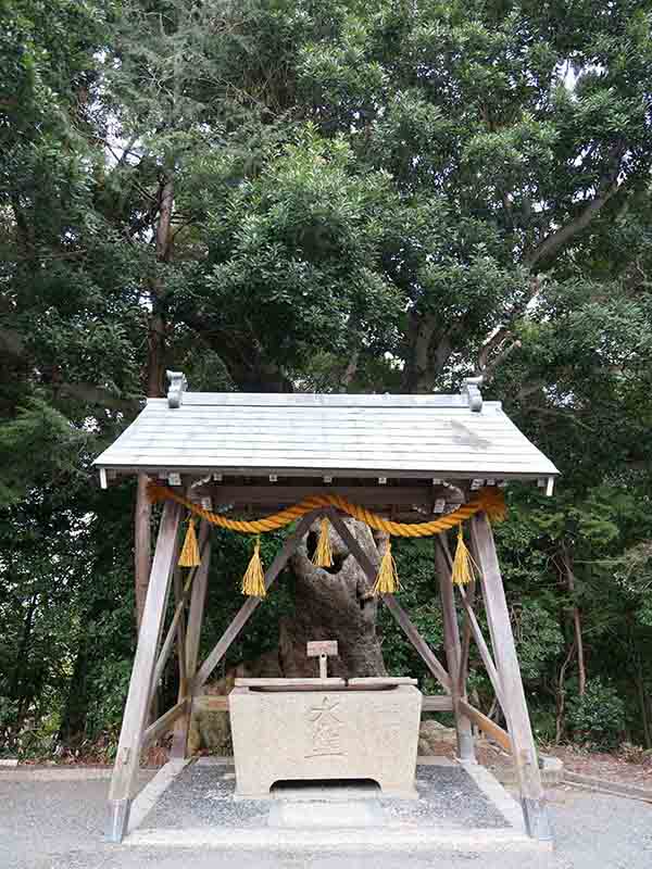 素盞嗚尊神社のヤマモモ