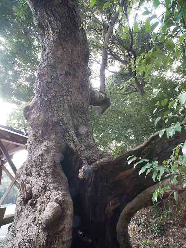 素盞嗚尊神社のヤマモモ