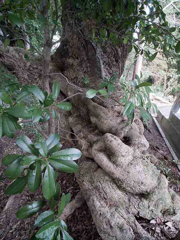 素盞嗚尊神社のヤマモモ