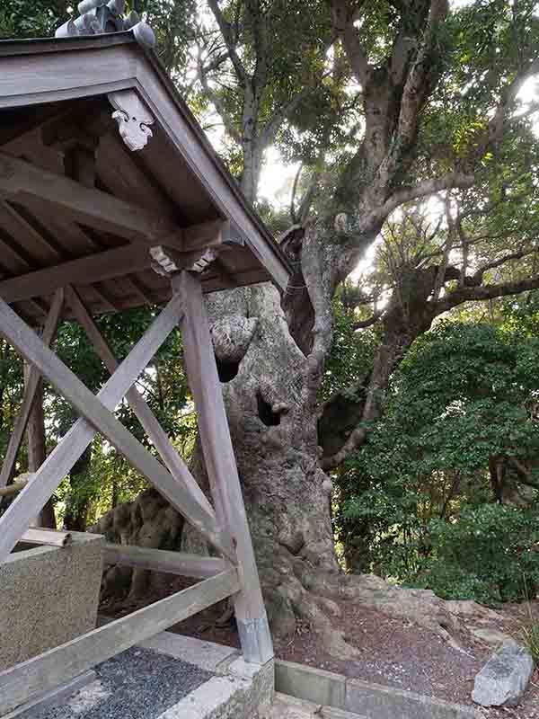 素盞嗚尊神社のヤマモモ