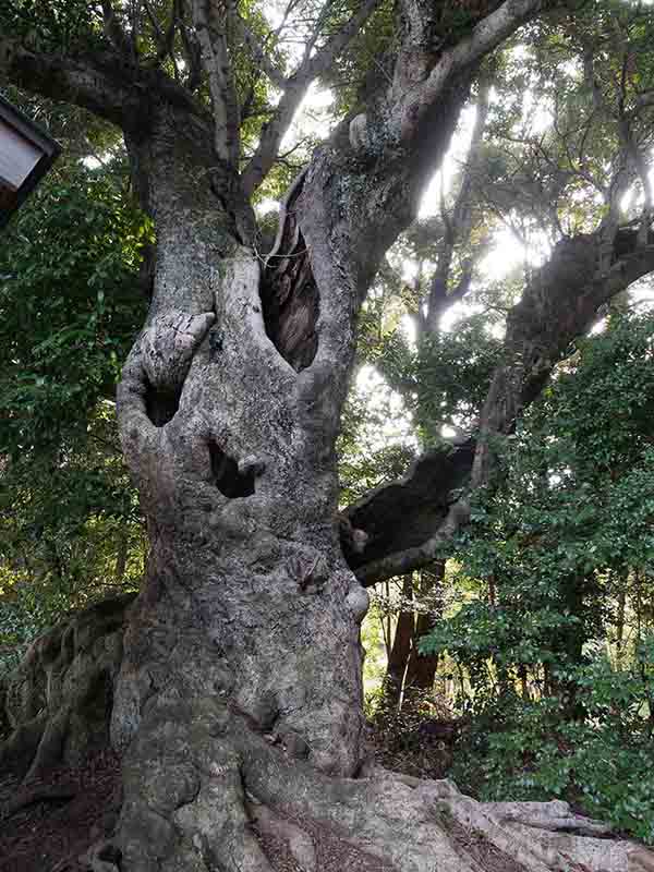 素盞嗚尊神社のヤマモモ