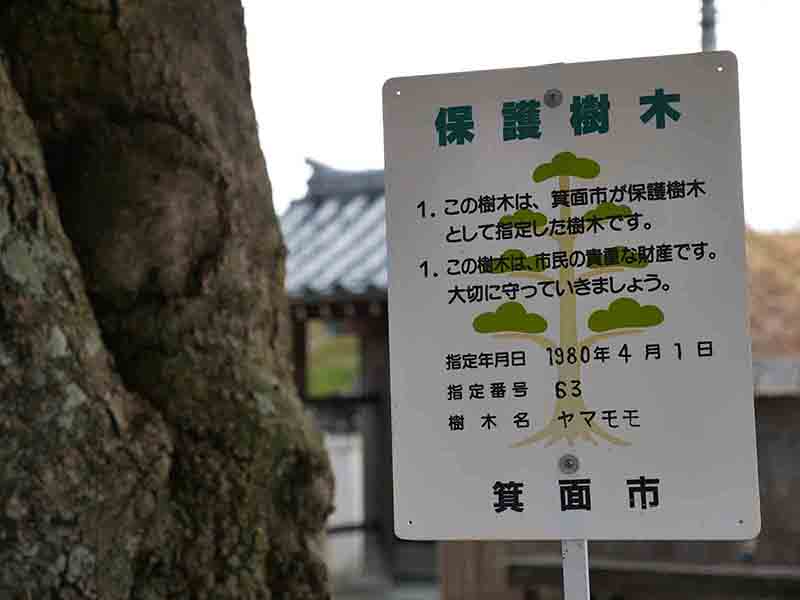 帝釈寺のヤマモモ