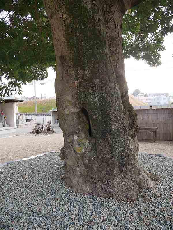 帝釈寺のヤマモモ