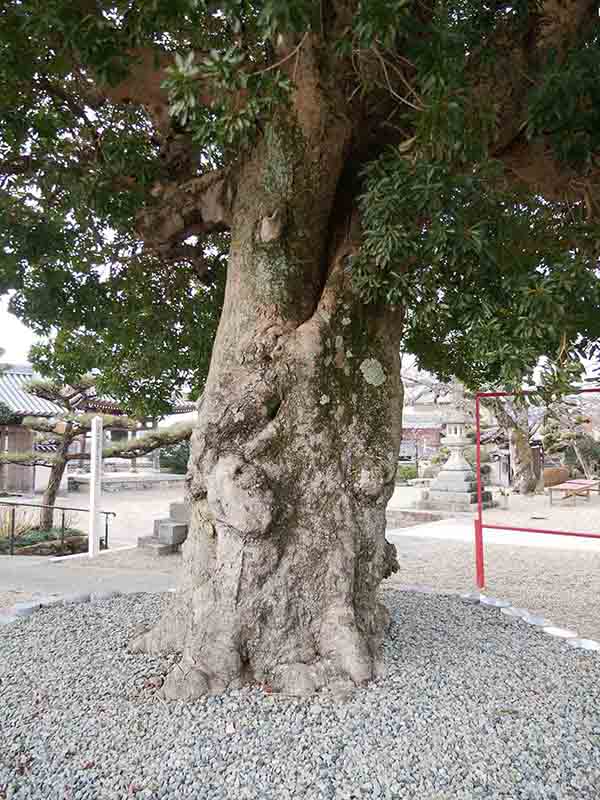 帝釈寺のヤマモモ