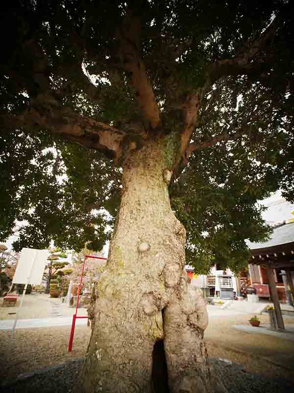 帝釈寺のヤマモモ