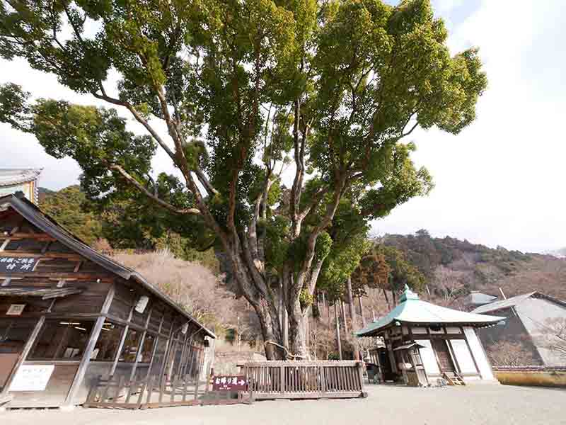 勝尾寺のクス