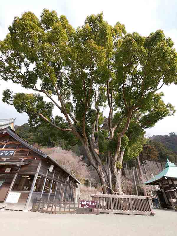 勝尾寺のクス