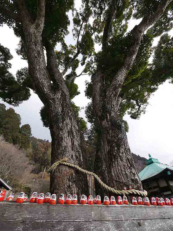 勝尾寺のクス