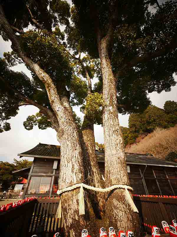 勝尾寺のクス