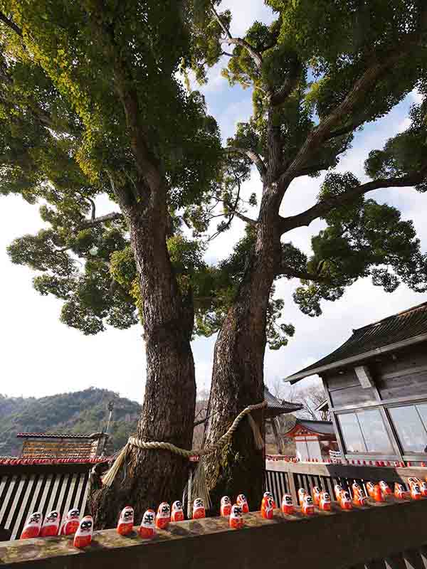 勝尾寺のクス