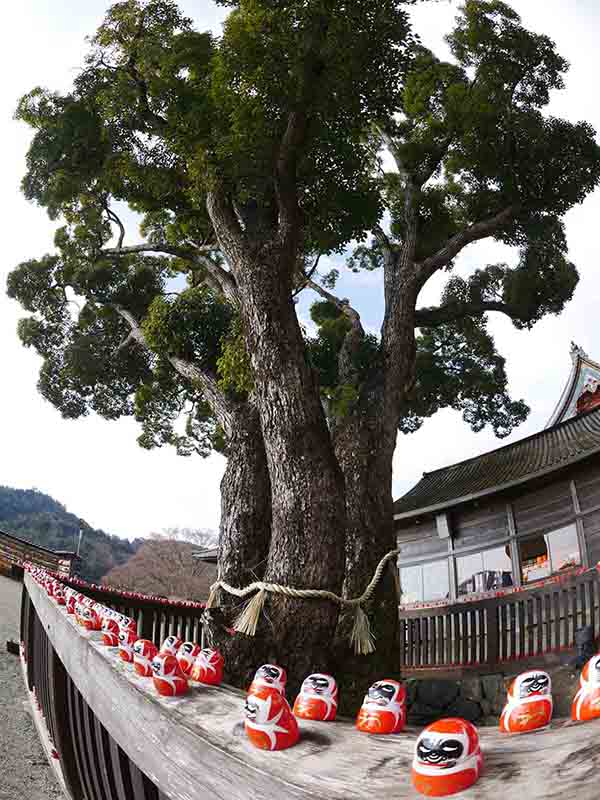 勝尾寺のクス