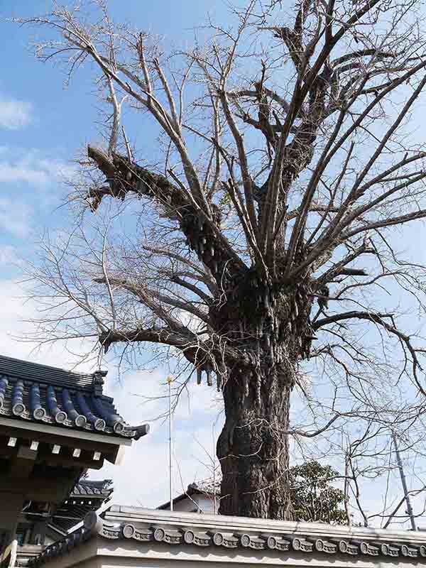 光明寺のイチョウ