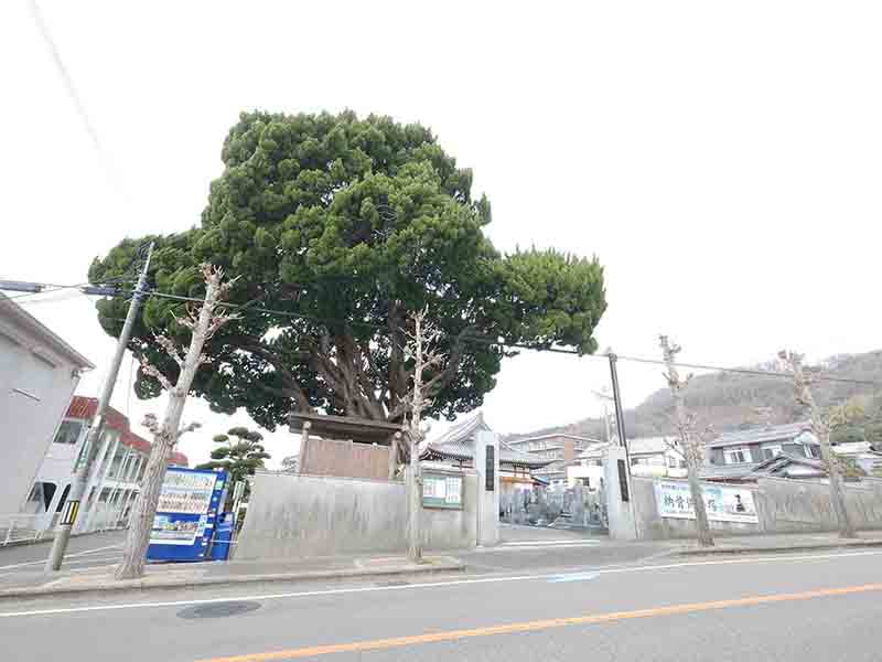 渋谷のカイズカイブキ