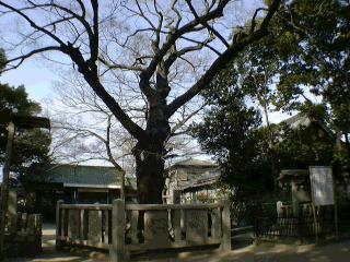 旭神社のむくのき