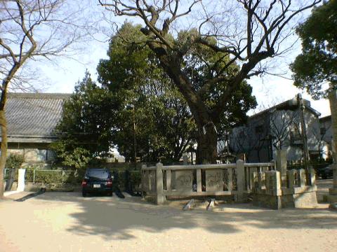 旭神社のむくのき