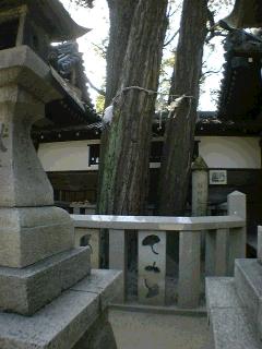 旭神社のいちょう