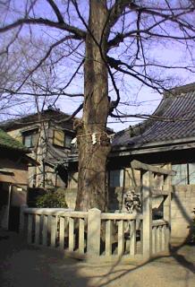 旭神社のむく