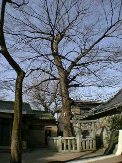 旭神社のむく