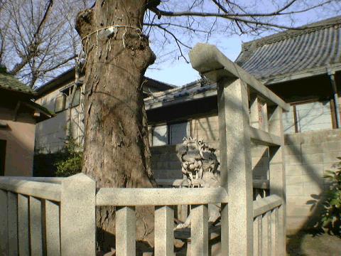 旭神社のむく