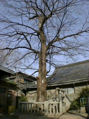 旭神社のむく