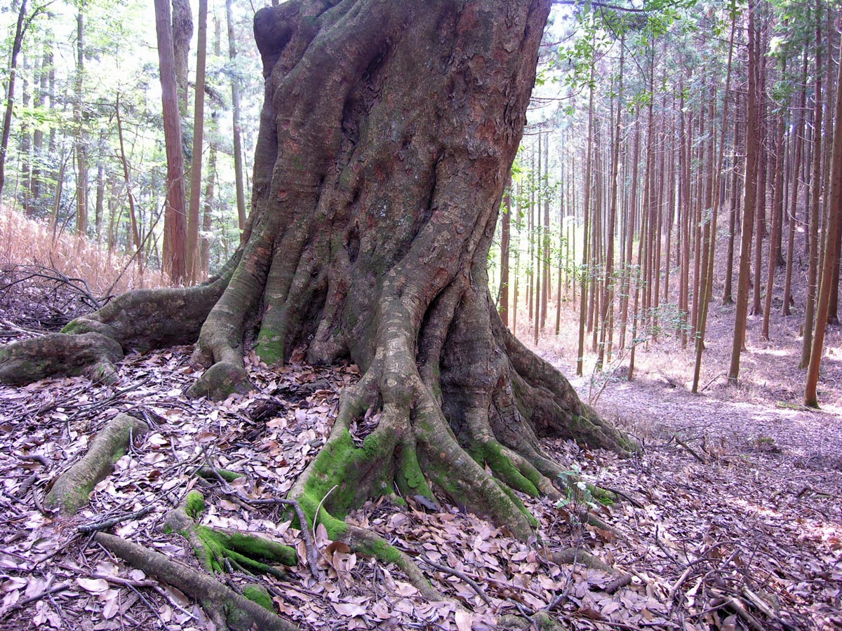 天王のあかがし