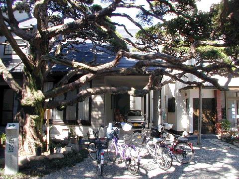 永福寺のびゃくしん