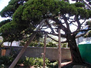 永福寺のびゃくしん