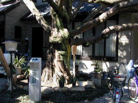 永福寺のびゃくしん