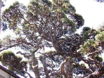 永福寺のいぶき