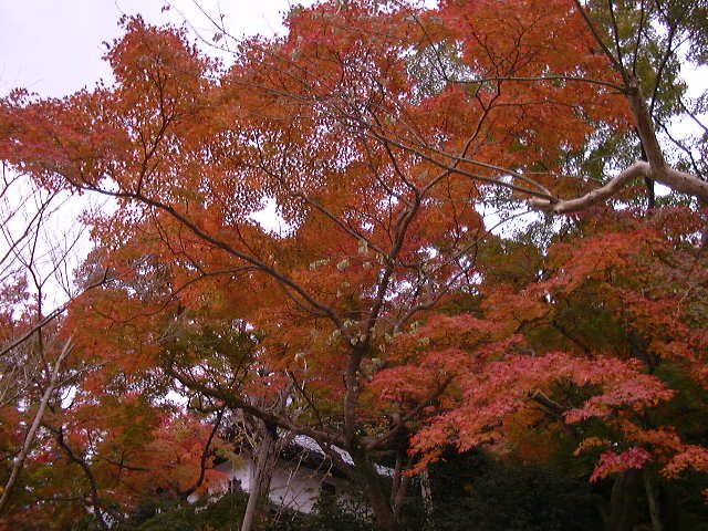 夕照もみじ