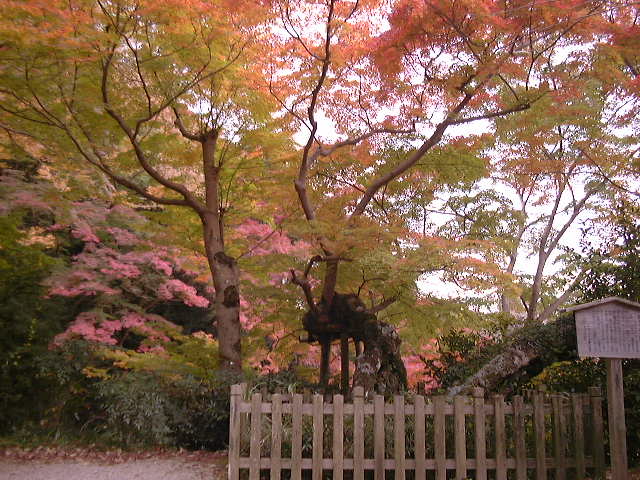 夕照もみじ