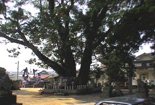 船守神社のくす