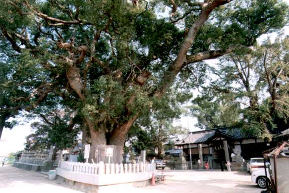 船守神社のくす