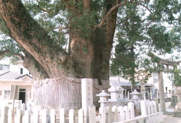 船守神社のくす