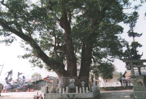 船守神社のくす