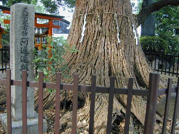 阿遅速雄神社のくす