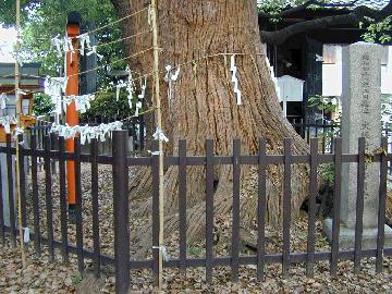 阿遅速雄神社のくす