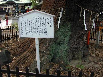 阿遅速雄神社のくす