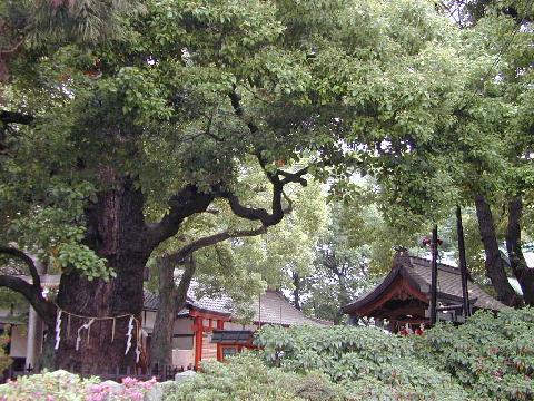 阿遅速雄神社のくす