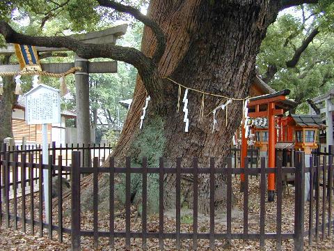 阿遅速雄神社のくす