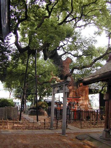 阿遅速雄神社のくす