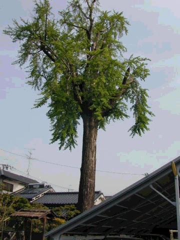 乾邸イチョウ