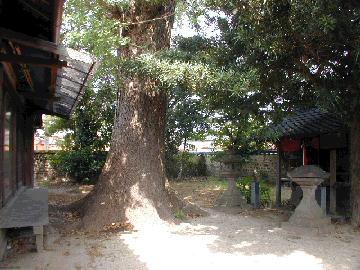 自然居士のいちょう