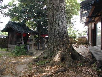 自然居士のいちょう