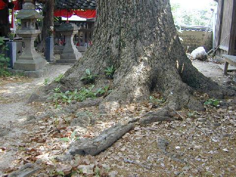 自然居士のいちょう